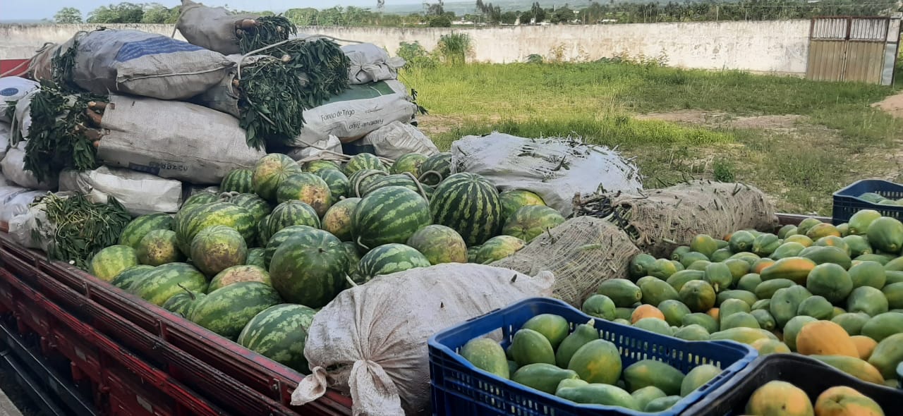 Agricultura em ascensão: Agricultores de Mamanguape abastecem cidades do estado com mais de 100 toneladas de alimentos, através do PAA