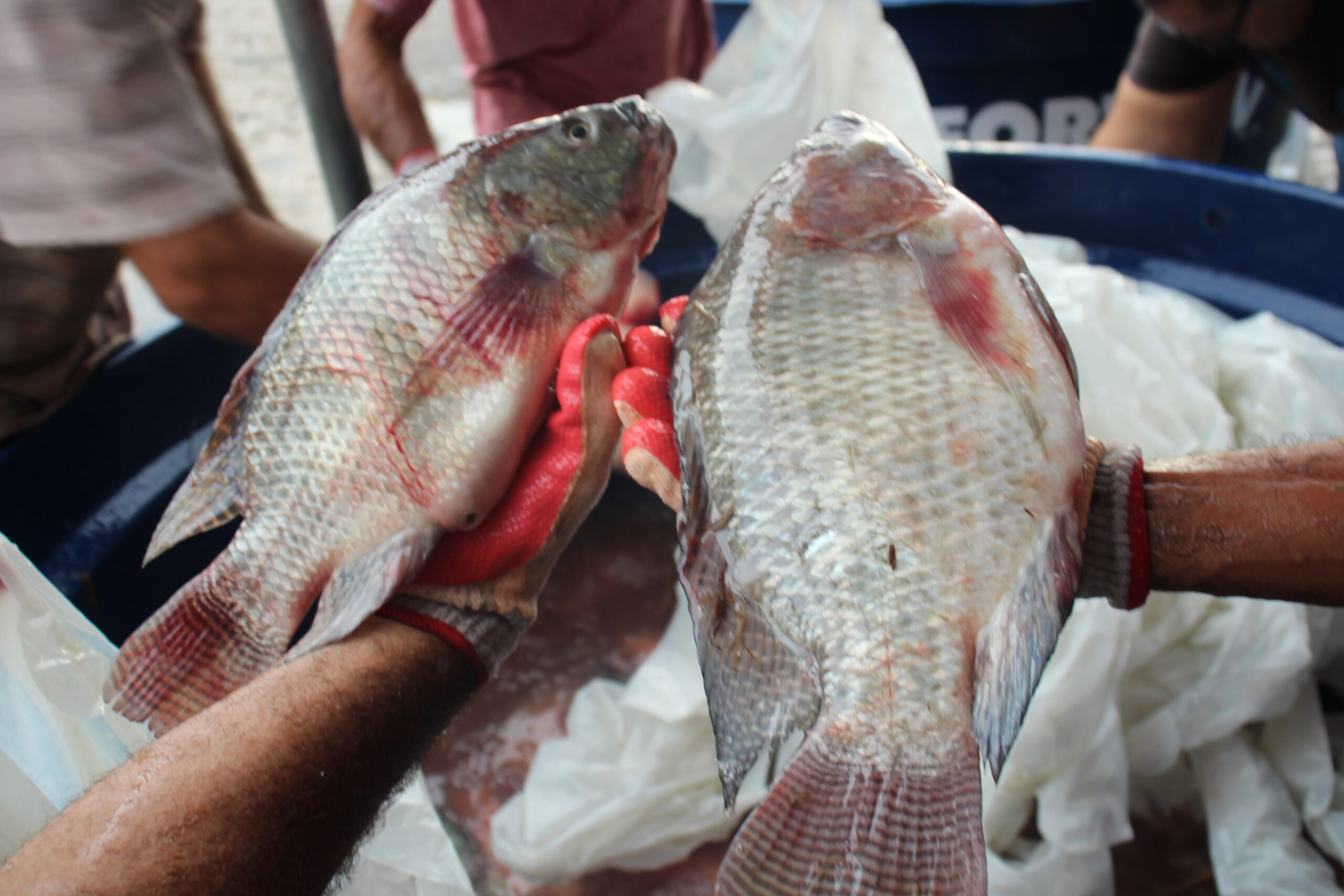 Prefeitura de Mamanguape entrega mais de 19 toneladas de alimentos; produtos do PAA e peixes da Semana Santa